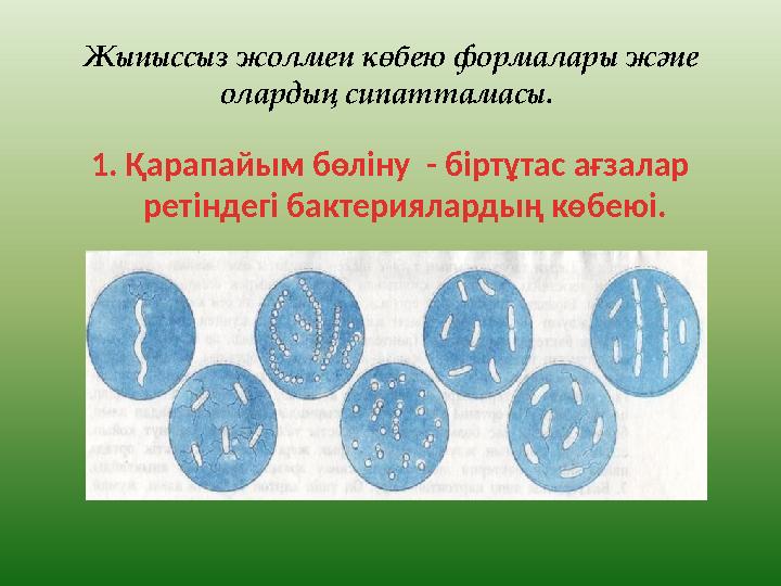 Жыныссыз жолмен көбею формалары және олардың сипаттамасы. 1. Қарапайым бөліну - біртұтас ағзалар ретіндегі бактериялардың кө