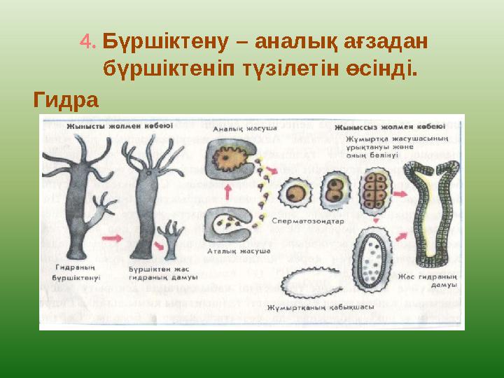 4. Бүршіктену – аналық ағзадан бүршіктеніп түзілетін өсінді. Гидра