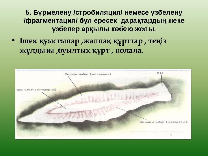 5. Бүрмелену /стробиляция/ немесе үзбелену /фрагментация/ бұл ересек дарақтардың жеке үзбелер арқылы көбею жолы. • Ішек қуыст