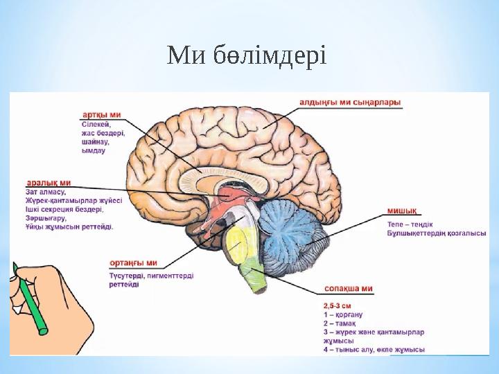 Ми бөлімдері