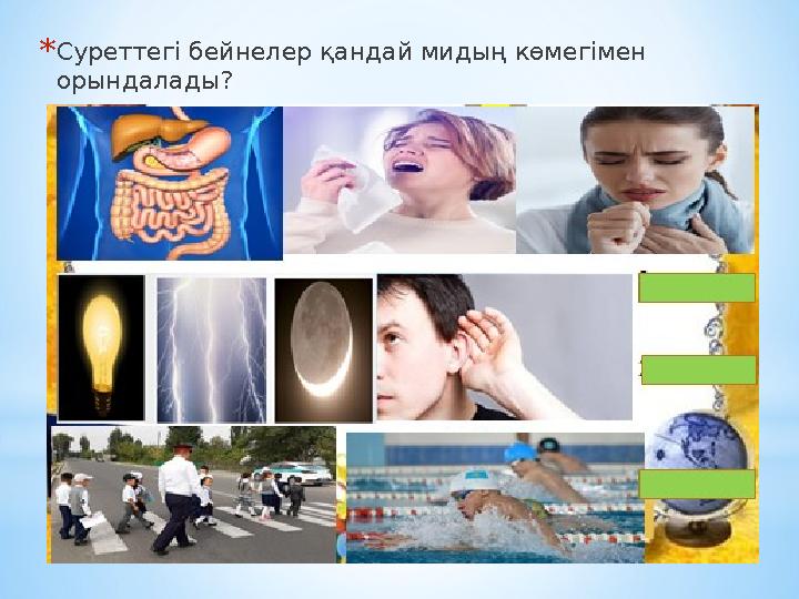 * Суреттегі бейнелер қандай мидың көмегімен орындалады?