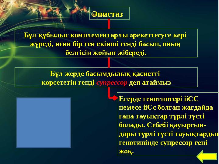 Эпистаз Бұл жерде басымдылық қасиетті көрсететін генді супрессор деп атаймызБұл құбылыс комплементарлы әрекеттесуге кері ж