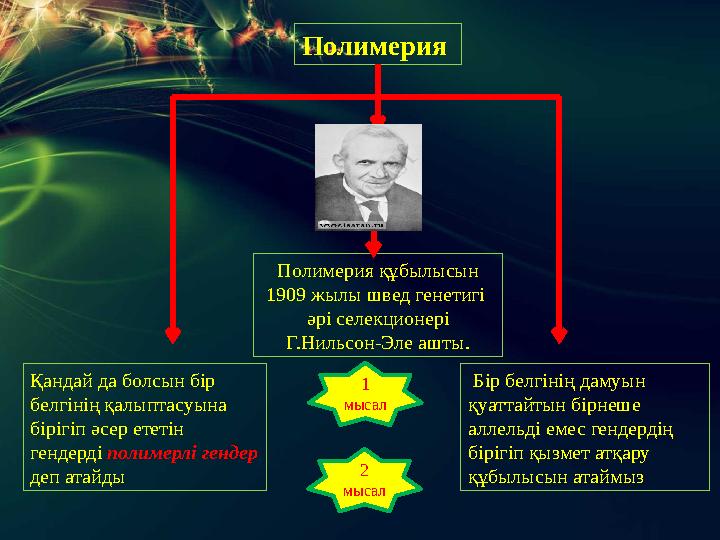 Полимерия Полимерия құбылысын 1909 жылы швед генетигі әрі селекционері Г.Нильсон-Эле ашты. Қандай да болсын бір белгінің қа