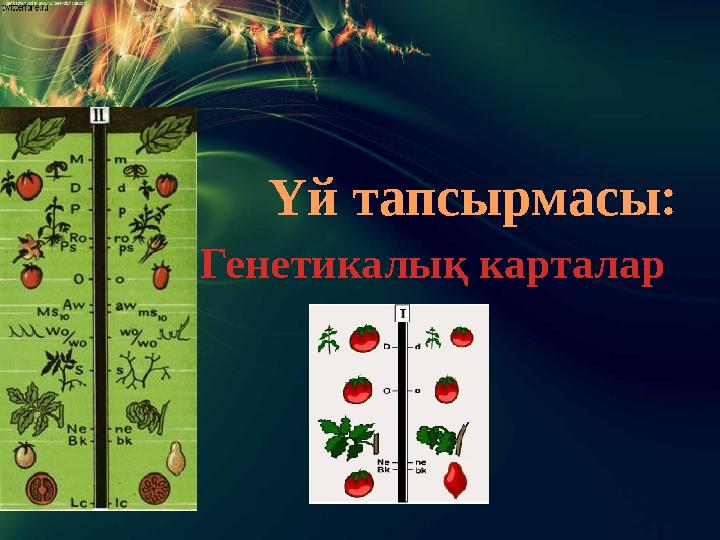 Үй тапсырмасы : Генетикалық карталар