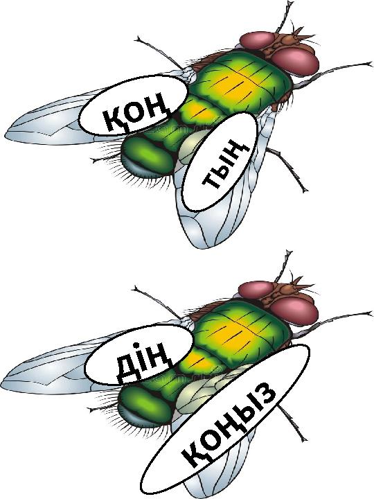 қ о ң т ы ң қ о ң ы з д і ң