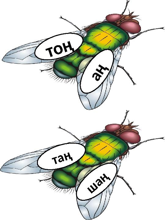 т о ң а ң ш а ң т а ң