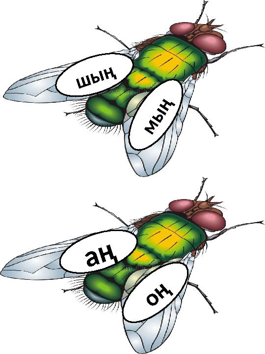 ш ы ң м ы ң о ң а ң