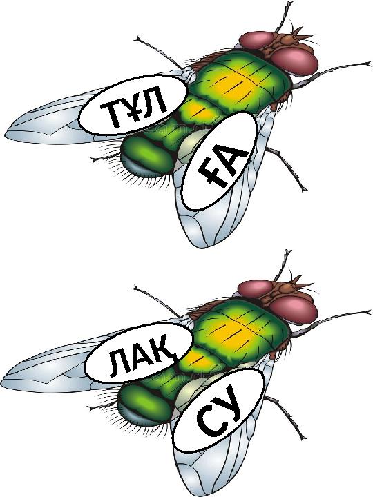 Т Ұ Л Ғ А С У Л А Қ