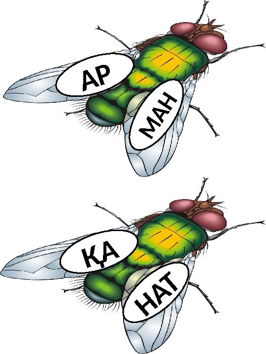 А Р М А Н Н А Т Қ А