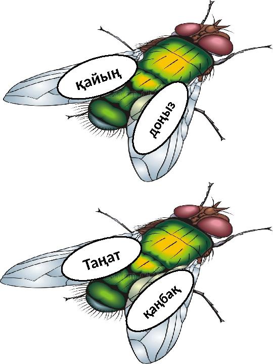 қ а й ы ң д о ң ы з қ а ң б а қ Т а ң а т