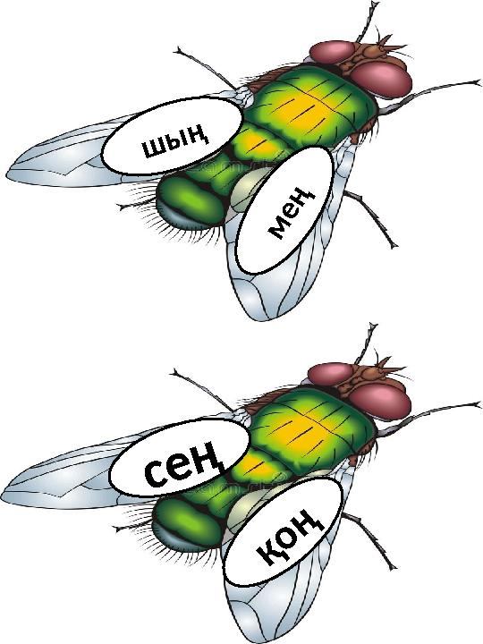 ш ы ң м е ң қ о ң с е ң