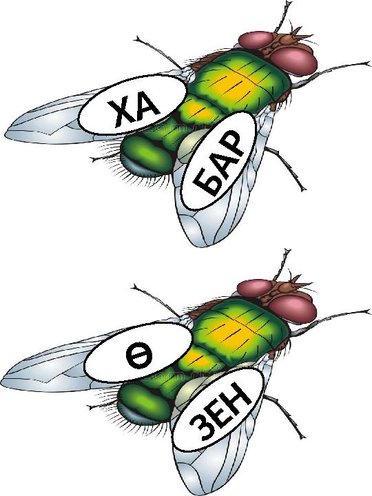 Х А Б А Р З Е Н Ө