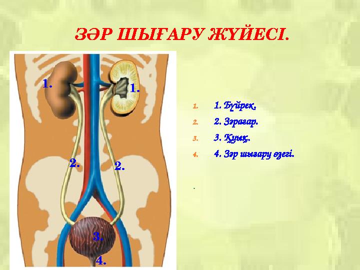 ЗӘР ШЫҒАРУ ЖҮЙЕСІ. 1. 1. Бүйрек. 2. 2. Зәрағар. 3. 3. Қуық. 4. 4. З әр шығару өзегі . .1. 2. 3. 4. 1. 2.