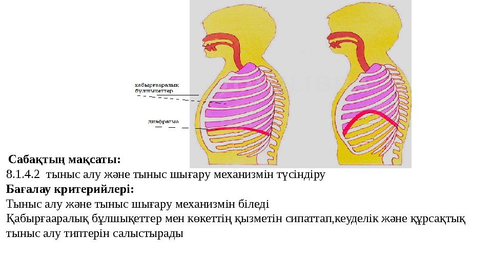 Әдемі кеудеге арналған порно массаж