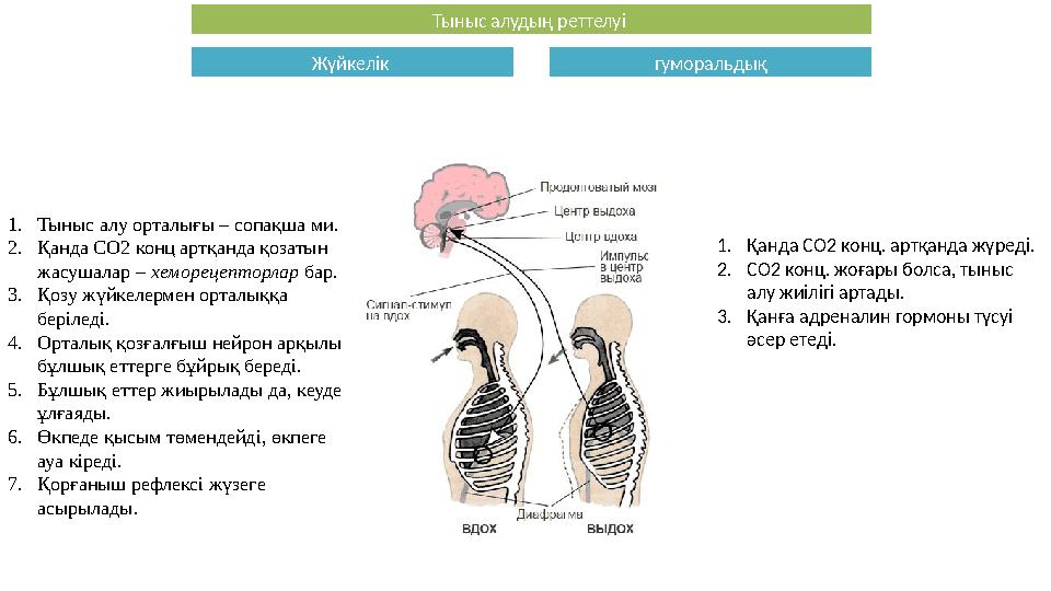 Тыныс алудың реттелуі Жүйкелік гуморальдық 1. Тыныс алу орталығы – сопақша ми. 2. Қанда СО2 конц артқанда қозатын жасушалар –