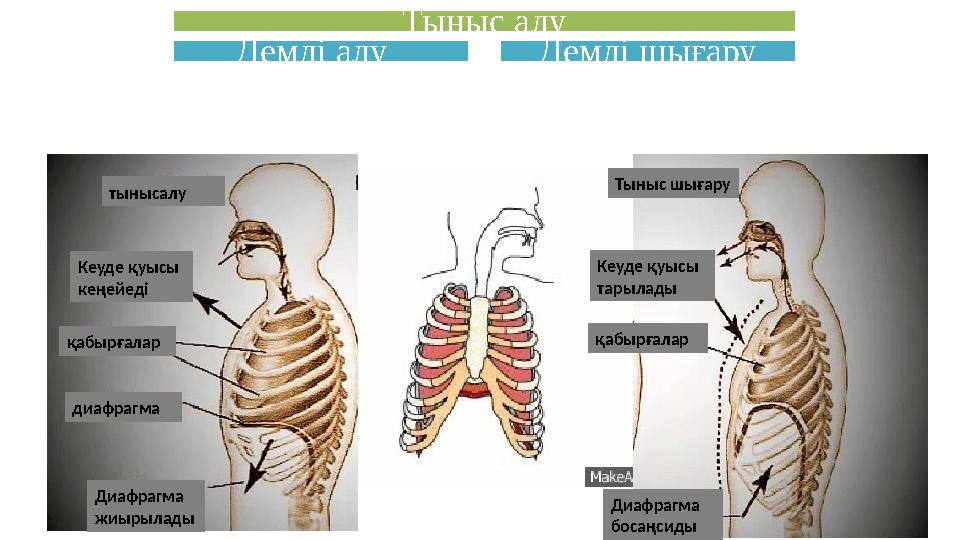 Секс бейнелері және секс машиналары