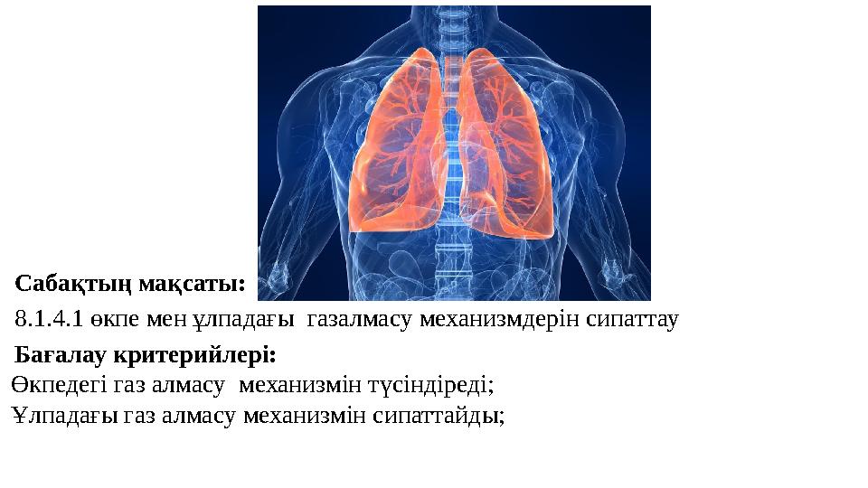 Сабақтың мақсаты: 8.1.4.1 өкпе мен ұлпадағы газалмасу механизмдерін сипаттау Бағалау критерийлері: Өкпедегі газ алмасу механиз