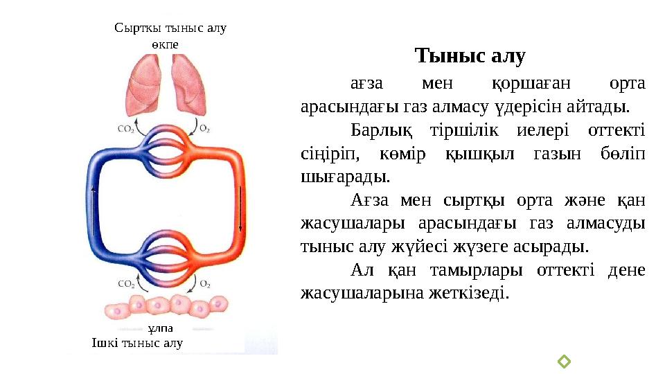 Сыртқы тыныс алу Ішкі тыныс алу өкпе ұлпа Тыныс алу ағза мен қоршаған орта арасындағы газ алмасу үдерісін айтады. Барлық