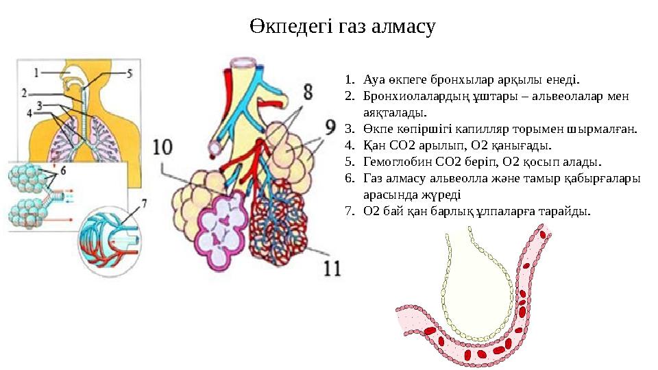Өкпедегі газ алмасу 1. Ауа өкпеге бронхылар арқылы енеді. 2. Бронхиолалардың ұштары – альвеолалар мен аяқталады. 3. Өкпе көпір