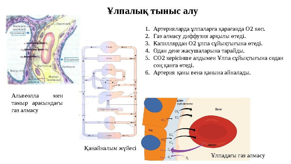Ұлпалық тыныс алу Альвеолла мен тамыр арасындағы газ алмасу Қанайналым жүйесі Ұлпадағы газ алмасу 1. Артерияларда ұлпаларға