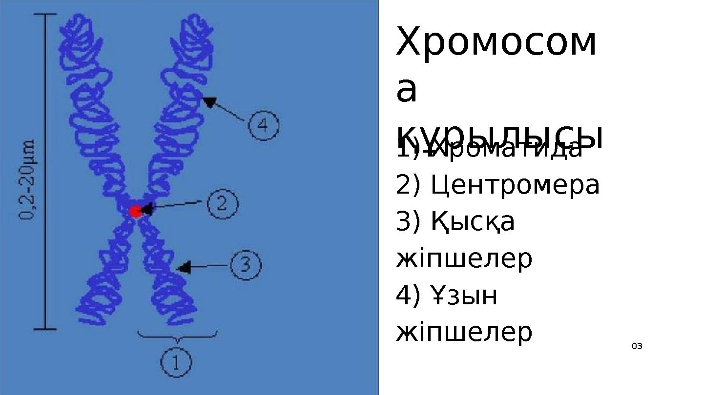 1) Хроматида 2) Центромера 3) Қысқа жіпшелер 4) Ұзын жіпшелер 03Хромосом а құрылысы