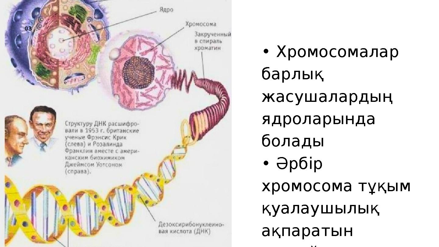 • Хромосомалар барлық жасушалардың ядроларында болады • Әрбір хромосома тұқым қуалаушылық ақпаратын сақтайды03