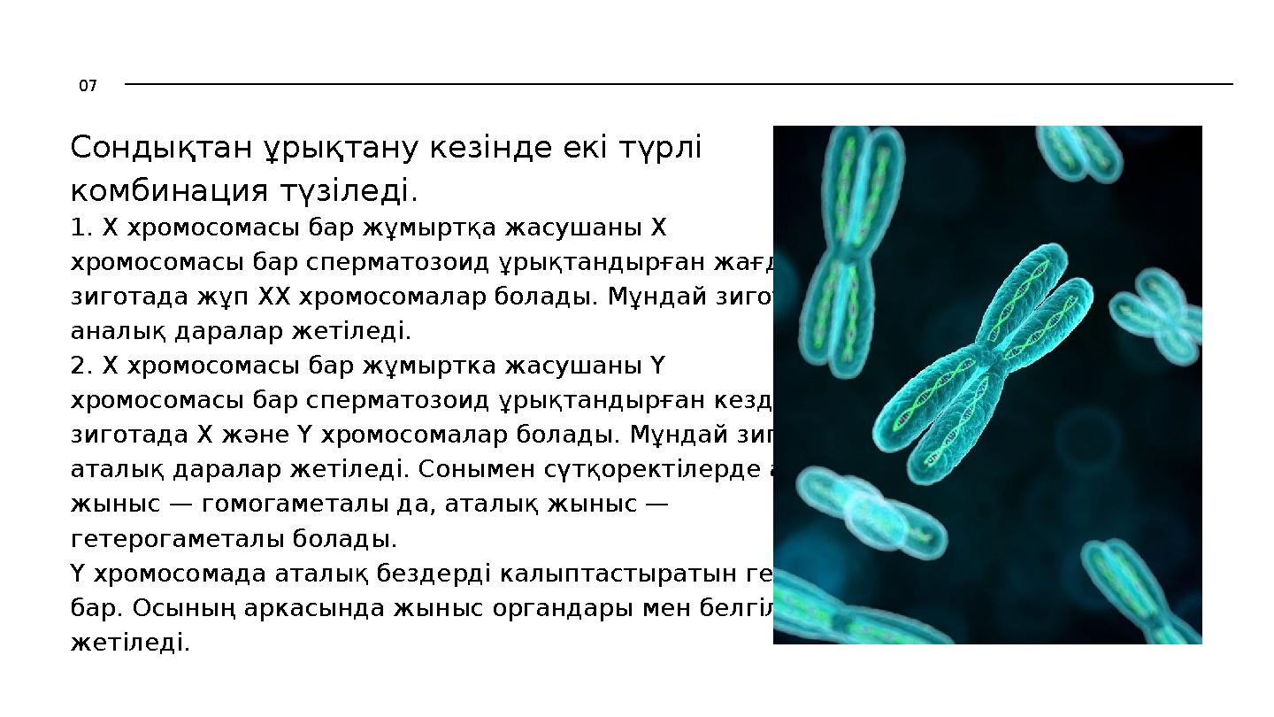 1. X хромосомасы бар жұмыртқа жасушаны X хромосомасы бар сперматозоид ұрықтандырған жағдайда зиготада жұп XX хромосомалар болады