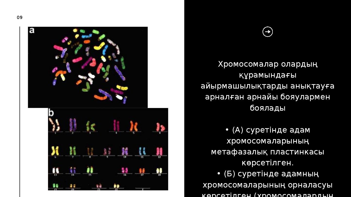 09 Хромосомалар олардың құрамындағы айырмашылықтарды анықтауға арналған арнайы бояулармен боялады • (А) суретінде адам хром