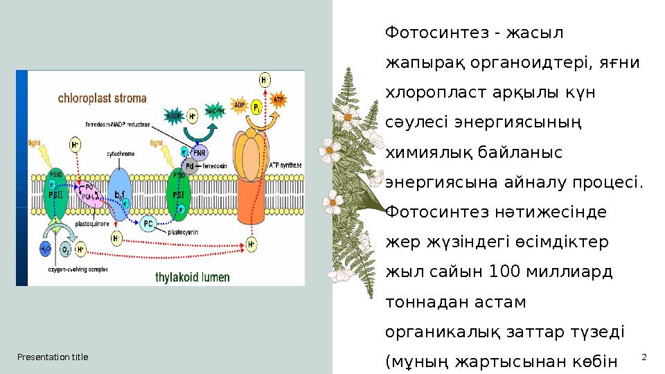 Presentation title 2Фотосинтез - жасыл жапырақ органоидтері, яғни хлоропласт арқылы күн сәулесі энергиясының химиялық байлан