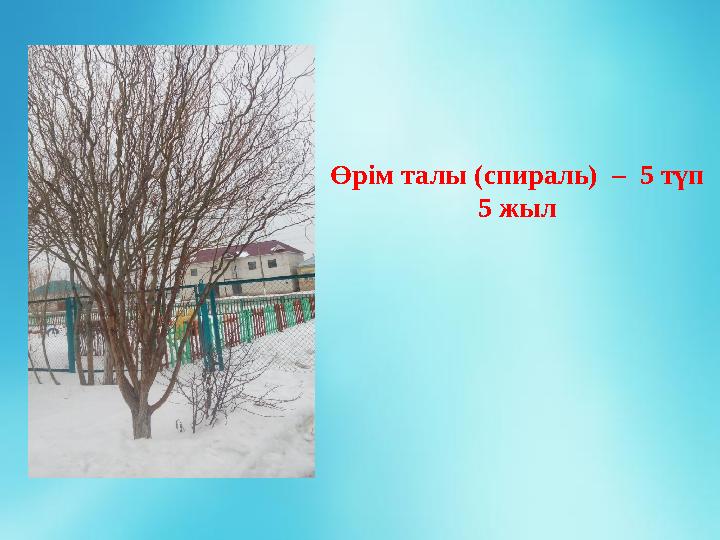 Өрім талы (спираль) – 5 түп 5 жыл