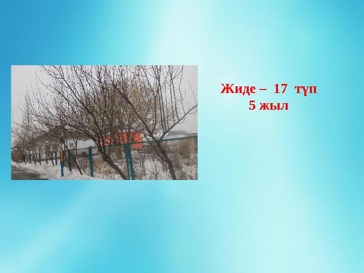 Жиде – 17 түп 5 жыл