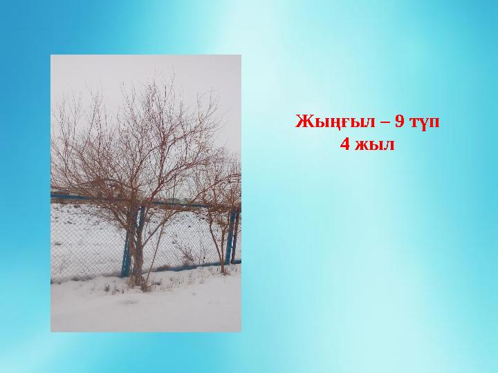 Жыңғыл – 9 түп 4 жыл