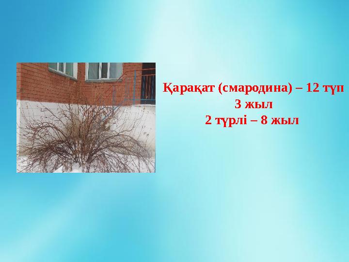 Қарақат (смародина) – 12 түп 3 жыл 2 түрлі – 8 жыл