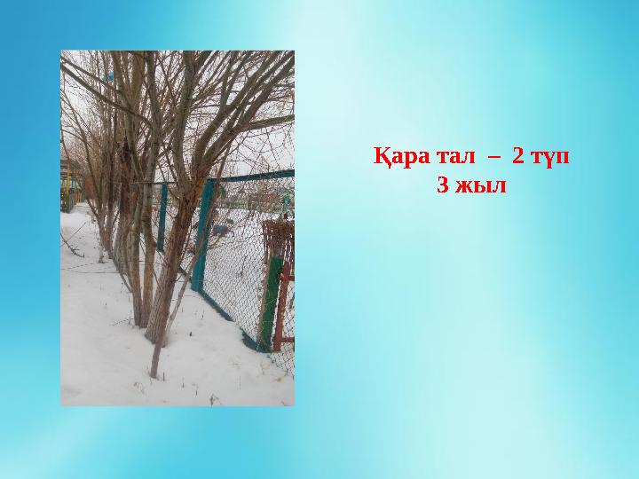 Қара тал – 2 түп 3 жыл