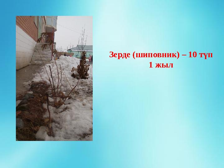 Зерде (шиповник) – 10 түп 1 жыл