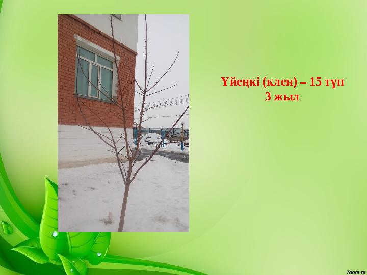 Үйеңкі (клен) – 15 түп 3 жыл