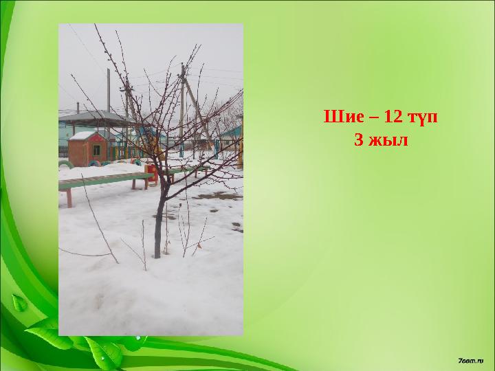 Шие – 12 түп 3 жыл