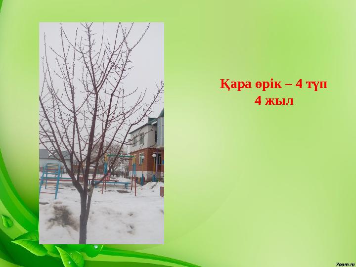 Қара өрік – 4 түп 4 жыл