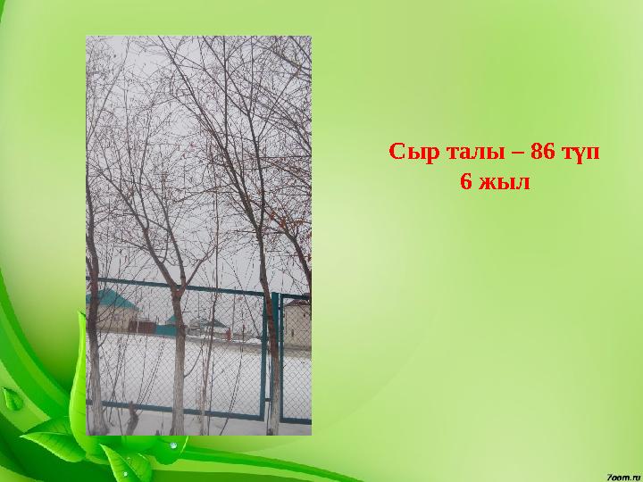 Сыр талы – 86 түп 6 жыл