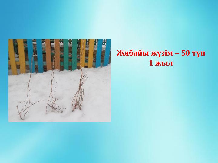 Жабайы жүзім – 50 түп 1 жыл