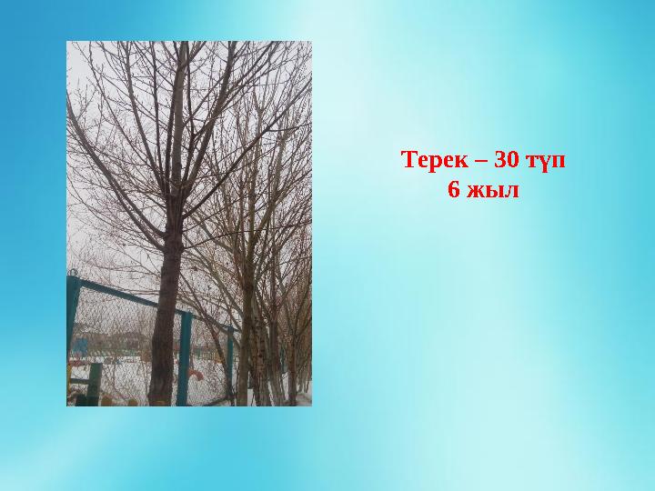 Терек – 30 түп 6 жыл