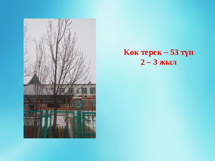 Көк терек – 53 түп 2 – 3 жыл