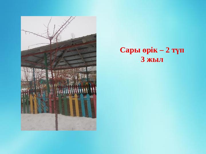 Сары өрік – 2 түп 3 жыл