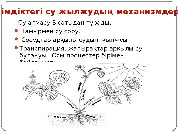 Су алмасу 3 сатыдан тұрады:  Тамырмен су сору.  Сосудтар арқылы судың жылжуы  Транспирация, жапырақтар арқылы су бул
