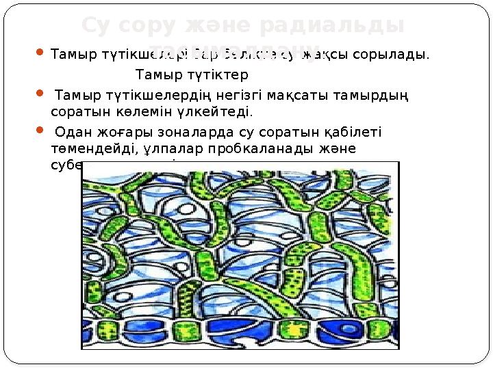  Тамыр түтікшелері бар бөлікте су жақсы сорылады. Тамыр түтіктер  Тамыр түтікшелердің негізгі мақс