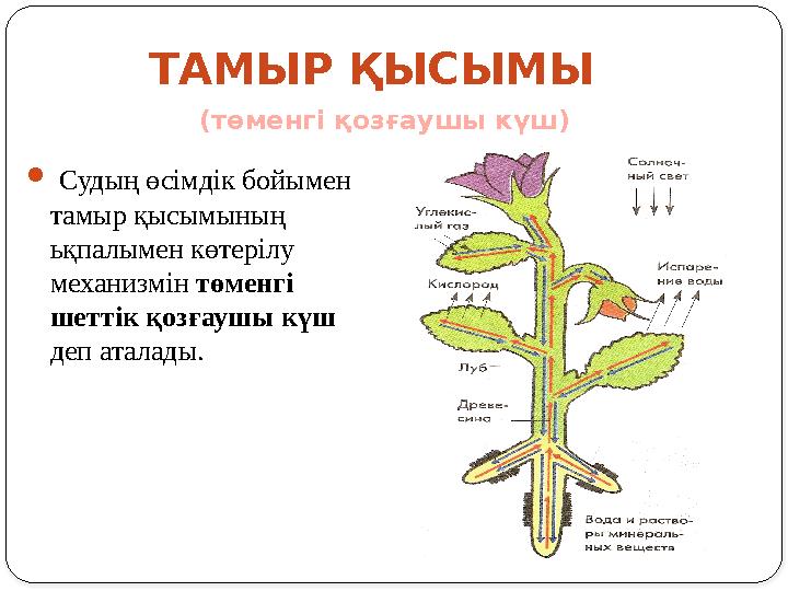  Судың ө ci мд i к бойымен тамыр қысымының ьқпалымен көтер i лу механизм i н төменг i шетт i к қозғаушы күш деп атала