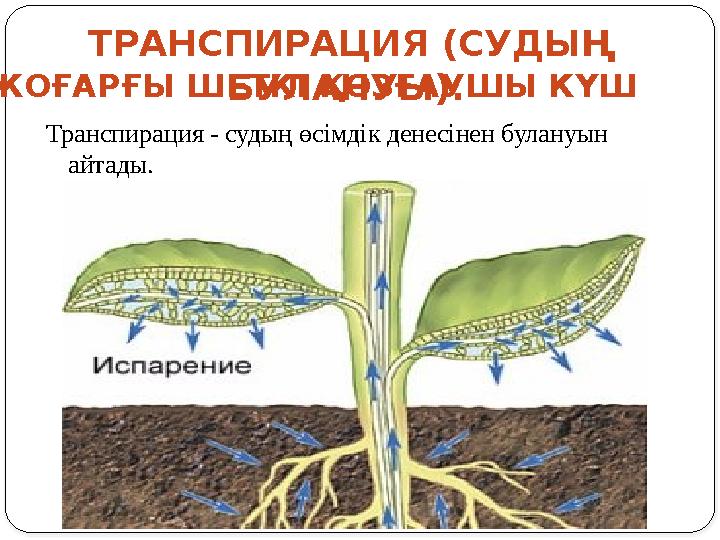 Транспирация - судың ө ci мд i к д e н eci н e н булануын айтады. ТРАНСПИРАЦИЯ (СУДЫҢ БУЛАНУЫ). ЖОҒАРҒЫ ШЕТК I ҚОЗҒАУШЫ КҮШ