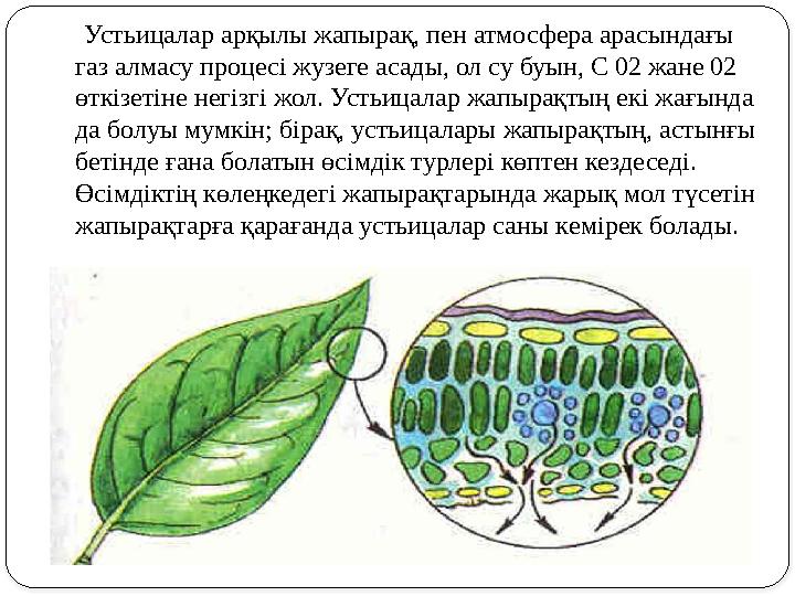 Устьицалар арқылы жапырақ, пен атмосфера арасындағы газ алмасу процес i жузеге асады, ол су буын, С 02 жане 02 өтк i зе
