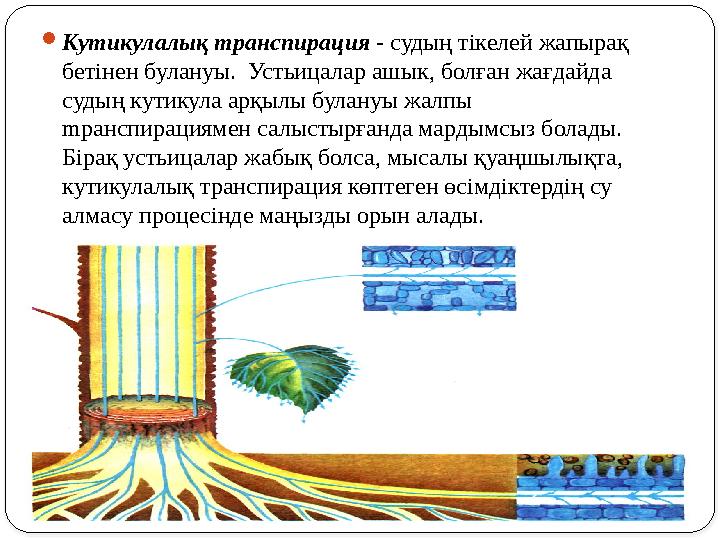  Ку m икулалық транспирация - судың т i келей жапырақ бет i нен булануы. Устьицалар ашык, болған жағдайда судың кутикула ар