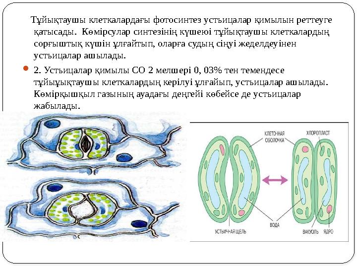 Тұйықтаушы клеткалардағы фотосинтез устьицалар қимылын реттеуге қатысады. Көм i рсулар синтез i нің күшею i тұйықтаушы